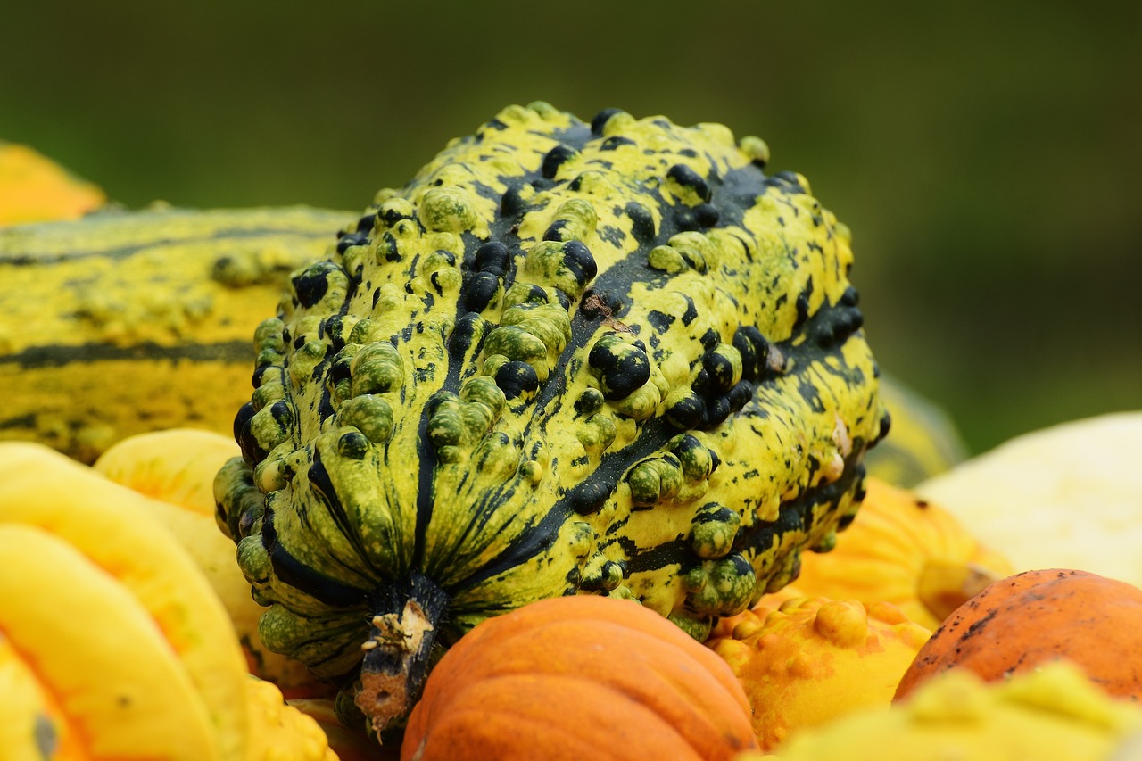 How to Grow a Pumpkin Patch for Halloween